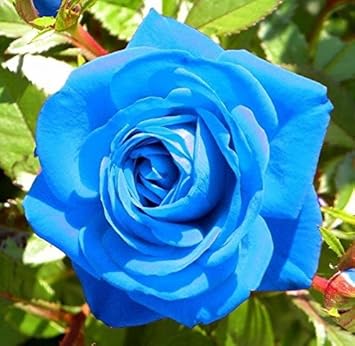 専用 ❤︎Blue♡rose❤︎様 Blue Rose Heirloom Non-GMO Seeds for Garden Planting – Neeraseeds