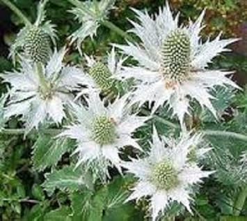 white eryngium flower seeds