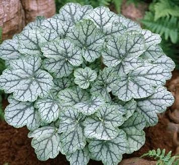 white coral flower seeds