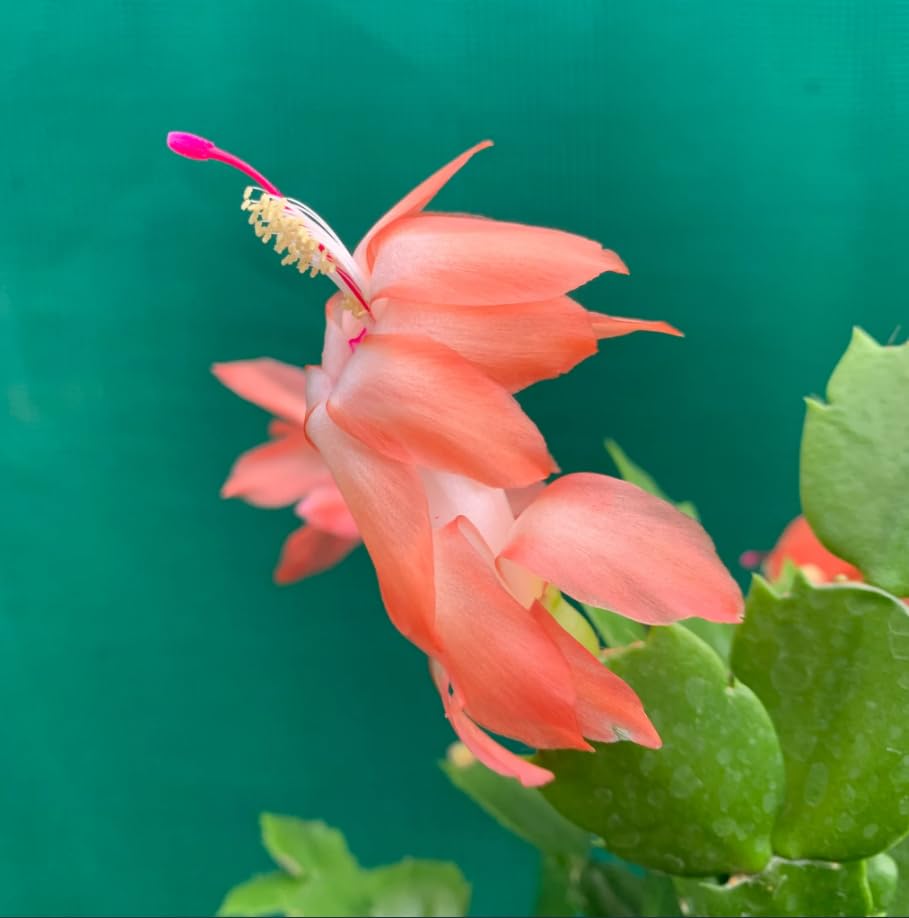 orange schlumbergera flower seeds