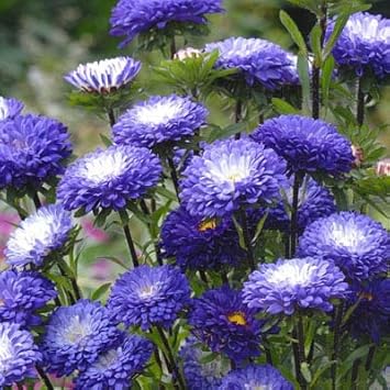 blue white flower seeds