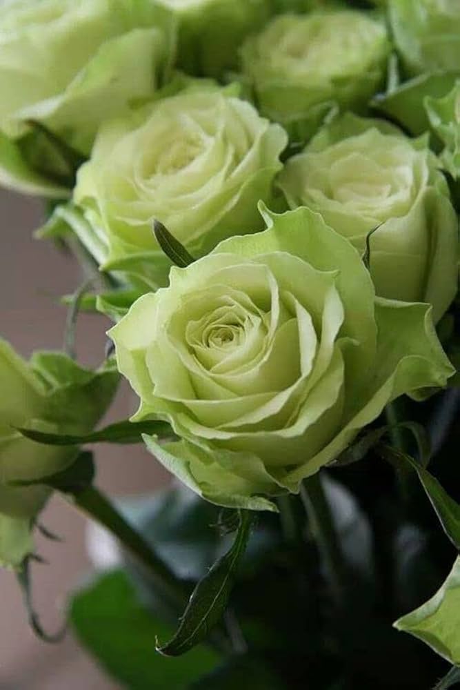 Multi-Color Rose Flower Seeds for Planting Light Green 100 pcs