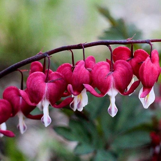 Organic Heirloom Non-GMO Bleeding Heart Seeds for Planting – Shade Garden Flowers, High Germination