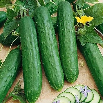 Cucumber Vegetable Seeds for Planting | Heirloom, Non-GMO, High Germination Organic Garden Seeds