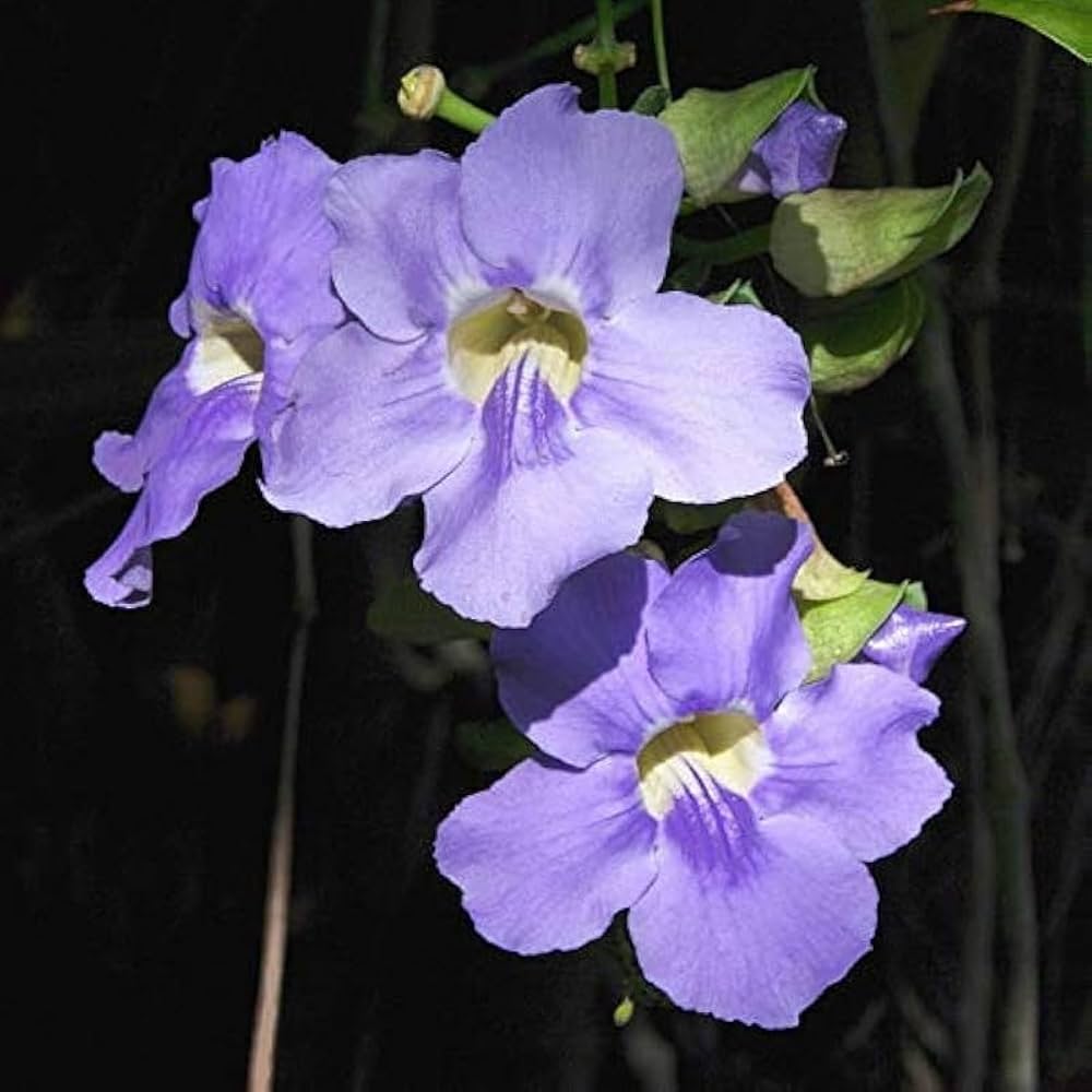blue thunbergia flower seeds