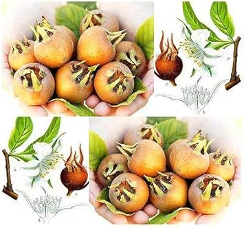 brown mespilus flower seeds
