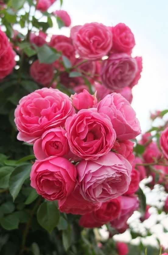 climbing rattan flower seeds