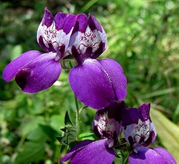 purple heirloom flower seeds