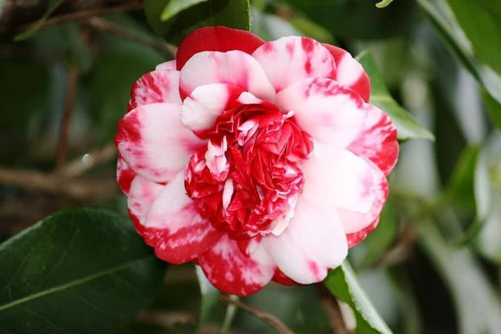 Red White Camellia Flower Seeds for Planting - 100 pcs