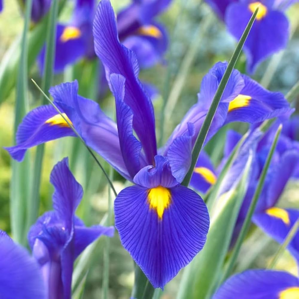 blue iris flower seeds