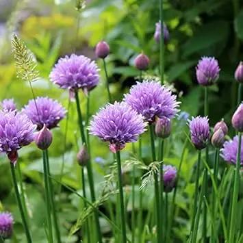 rustic ciboulette flower seeds
