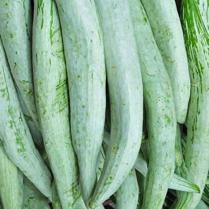 Snake Gourd Vegetable Seeds for Planting, 100 pcs