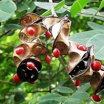 coral bean flower seeds