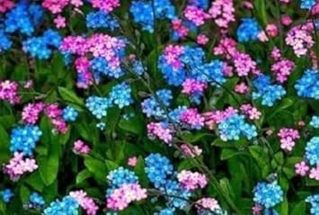 Flower Seeds, Seeds for Planting, Plant Seeds