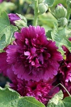 Organic Purple Hollyhock Flower Seeds for Planting