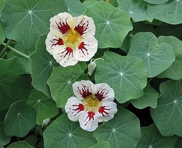 Flower Seeds, Seeds for Planting, Plant Seeds