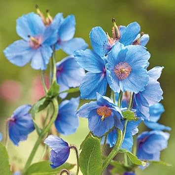 Flower Seeds, Seeds for Planting, Plant Seeds