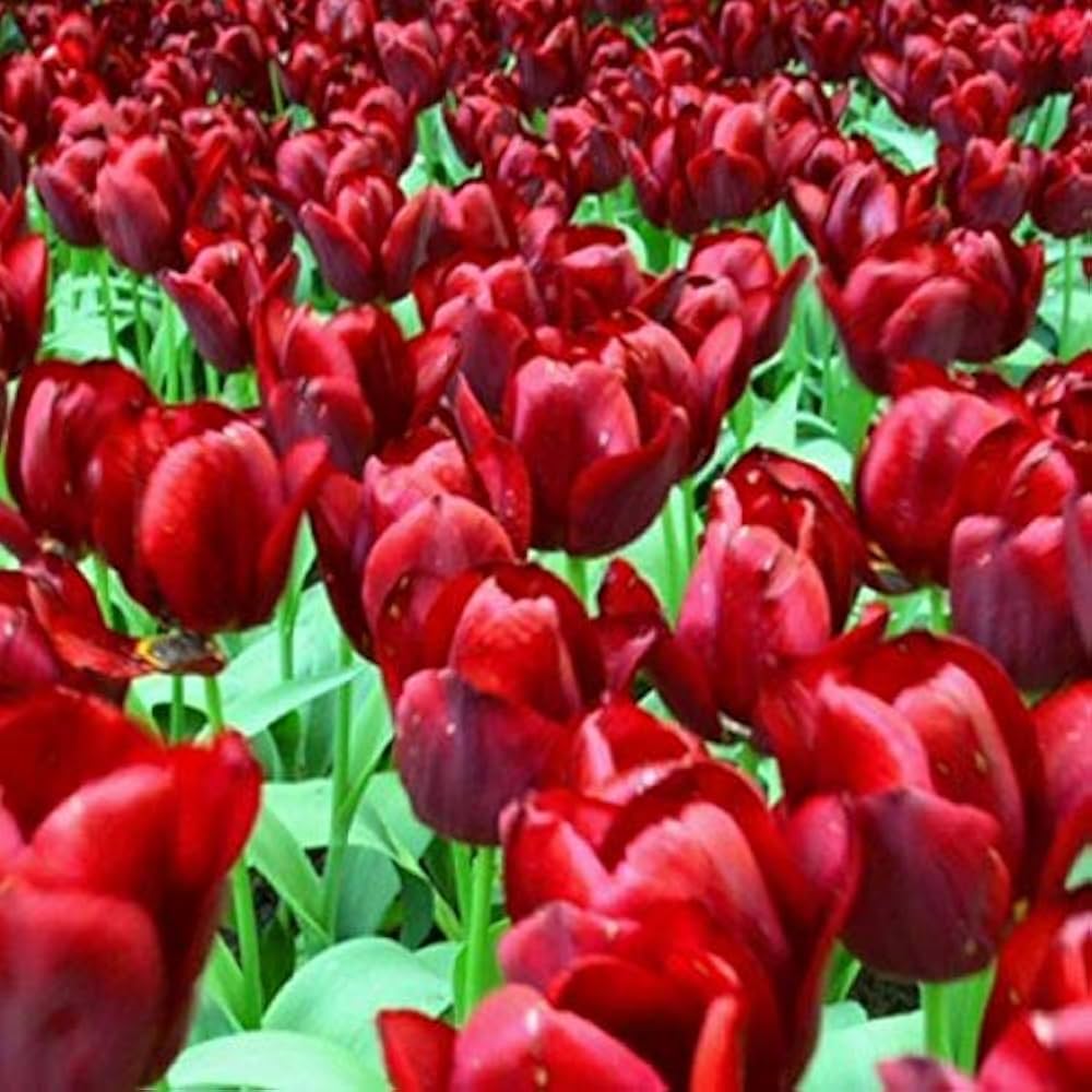 Maroon Tulip Flower Seeds for Planting – Vibrant Heirloom Non-GMO Garden Seeds, High Germination