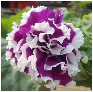 violet white flower seeds