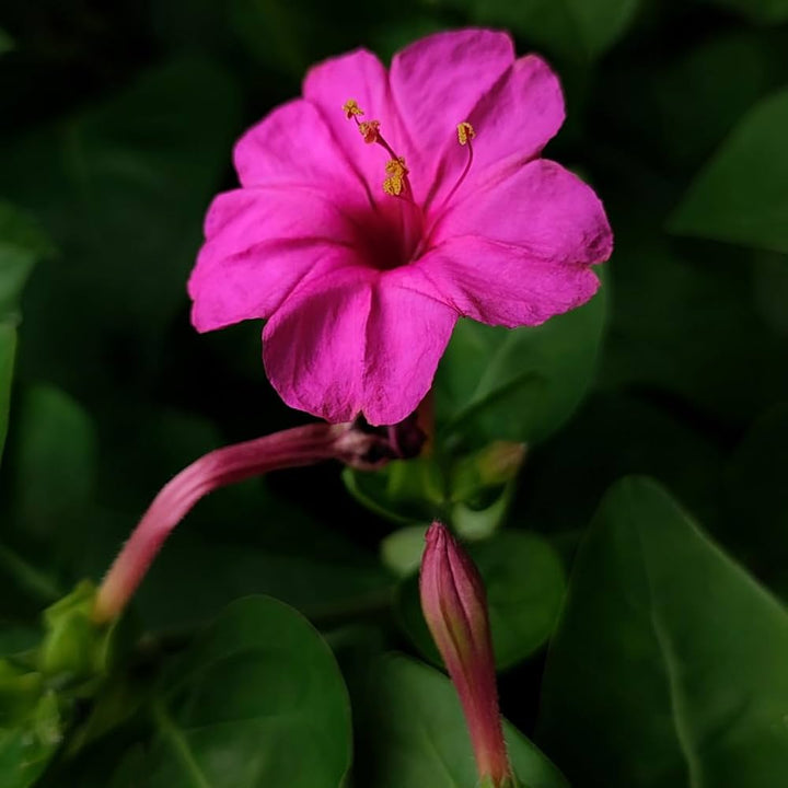 Heirloom Non-GMO Mirabilis Flower Seeds for Planting – Four O’Clock Fragrant Garden Blooms