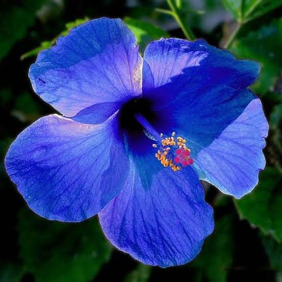 hibiscus bonsai tree for sale Hibiscus Bonsai Seeds – Heirloom Miniature Garden Blooms – Neeraseeds