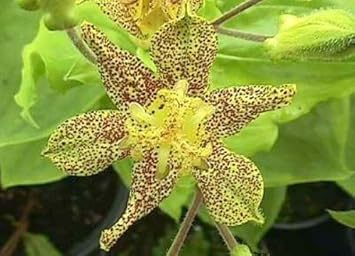 Flower Seeds, Seeds for Planting, Plant Seeds