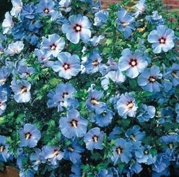 Flower Seeds, Seeds for Planting, Plant Seeds