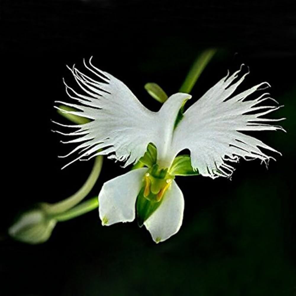 White Orchid Garden Terrace Flower Seeds for Planting - 100 pcs