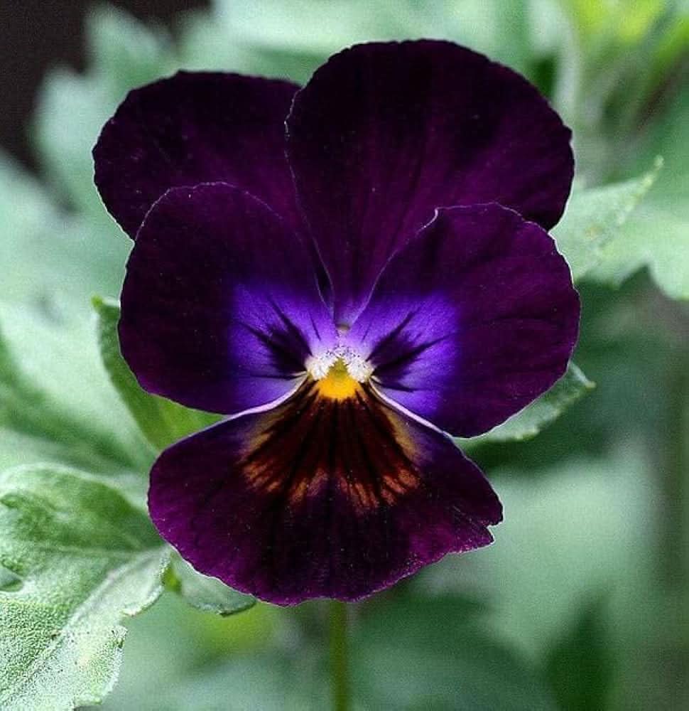 purple zzero flower seeds