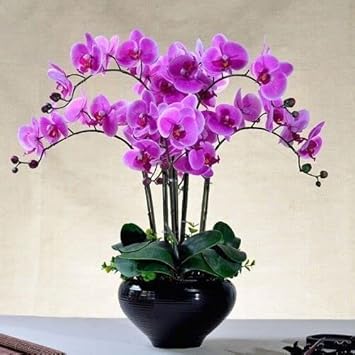 purple butterfly flower seeds