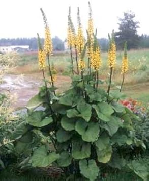 yellow ligularia flower seeds
