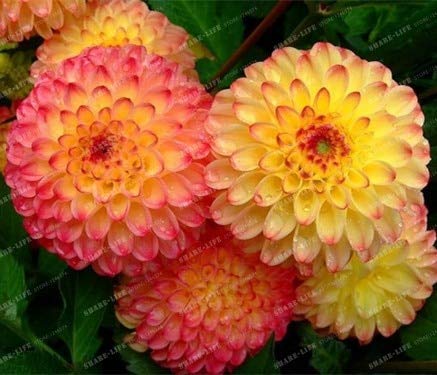 Rød Gul Dahlia Blomsterfrø til udplantning - 100 stk