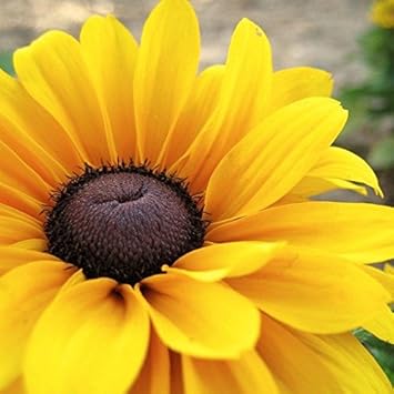 yellow black flower seeds