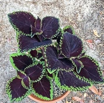 Flower Seeds, Seeds for Planting, Plant Seeds