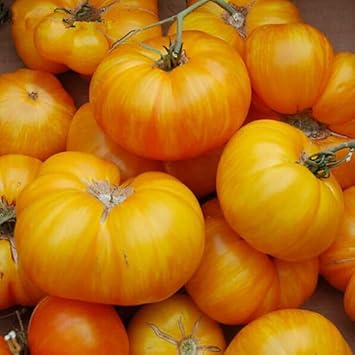 Yellow &amp; Orange Giant Tomato Seeds