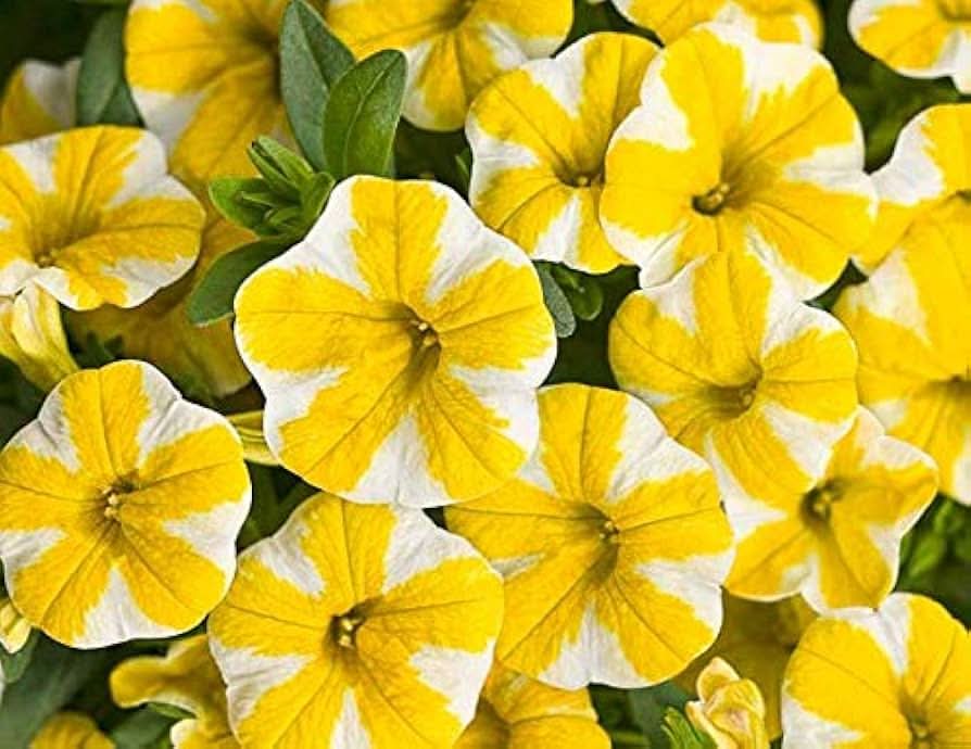 purple petunia flower seeds