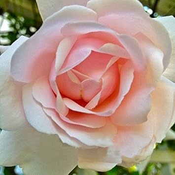 pink dawn flower seeds