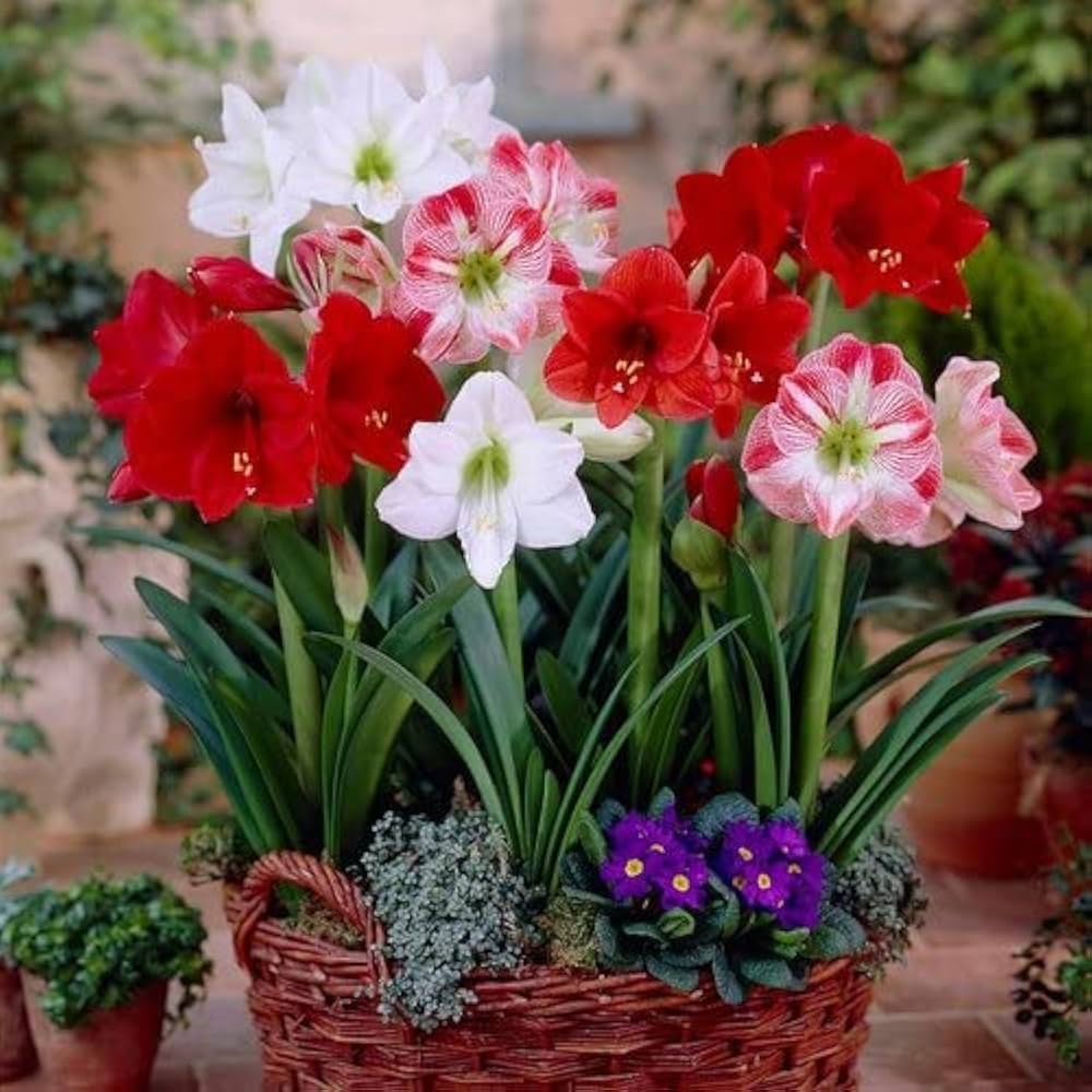 amaryllis amaryllis flower seeds