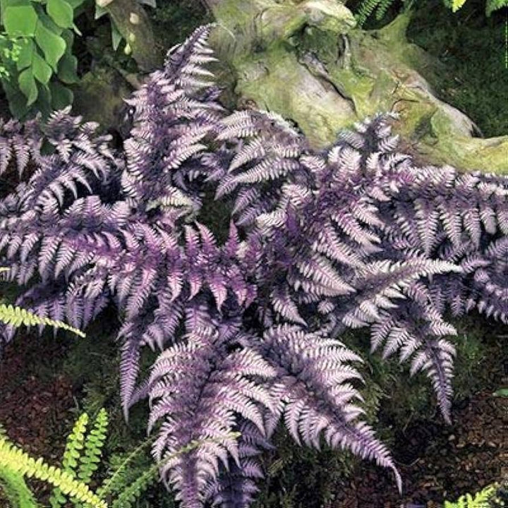 Fern Purple Plant Seeds for Planting 100 pcs