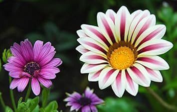 violet daisy flower seeds