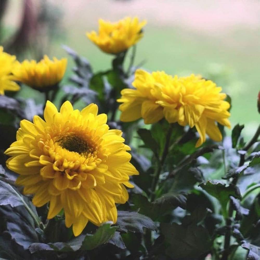 chrysanthemum chrysanthemum flower seeds
