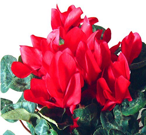 Heirloom Non-GMO Red Cyclamen Flower Seeds for Planting – Hardy Indoor & Outdoor Seeds