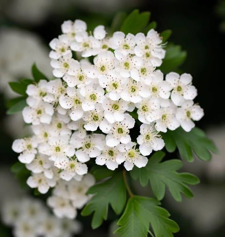 White Hawthorn Crataegus Monogyna Flower Seeds for Planting 100 pcs