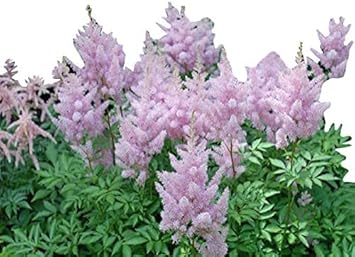 Flower Seeds, Seeds for Planting, Plant Seeds