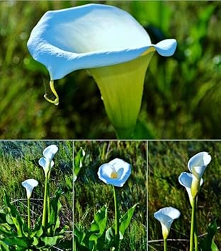 blue sky flower seeds