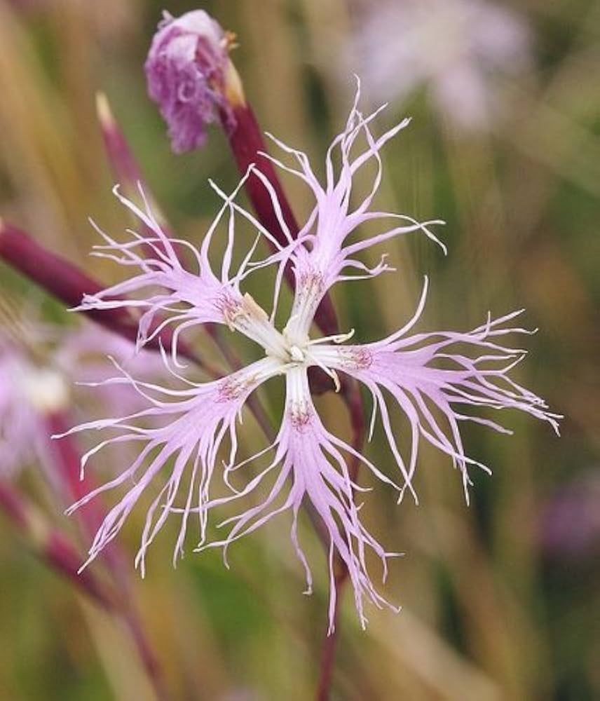 pink dianthus flower seeds