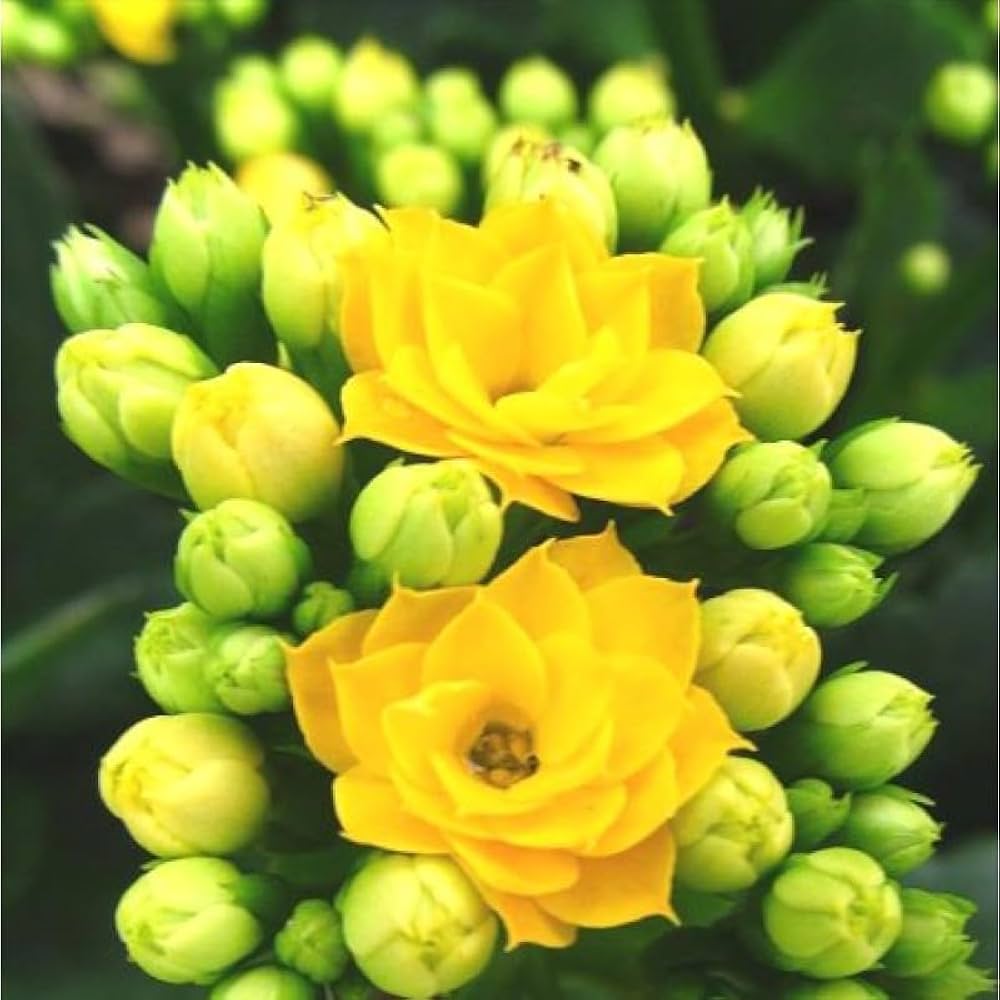 kalanchoe bonsai flower seeds