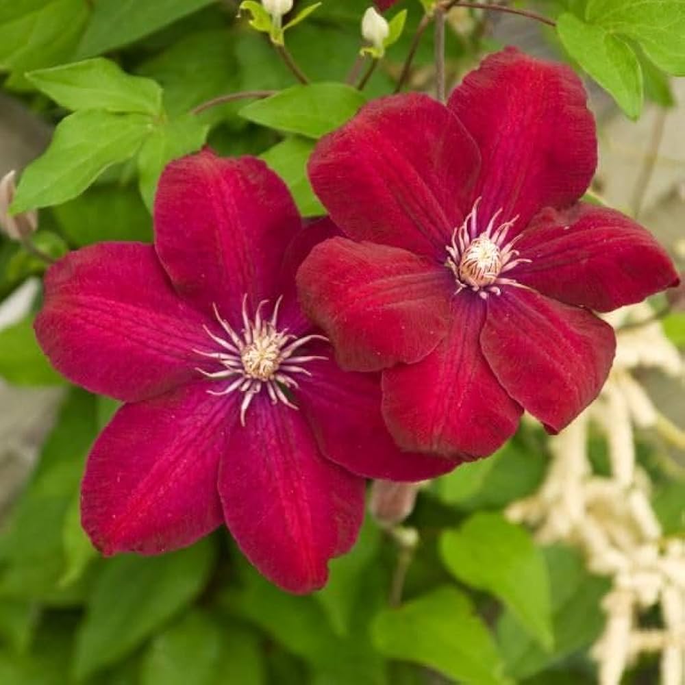 Red Clematis Flower Seeds for Planting – Heirloom, Non-GMO, High Germination Climbing Vine Garden Seeds