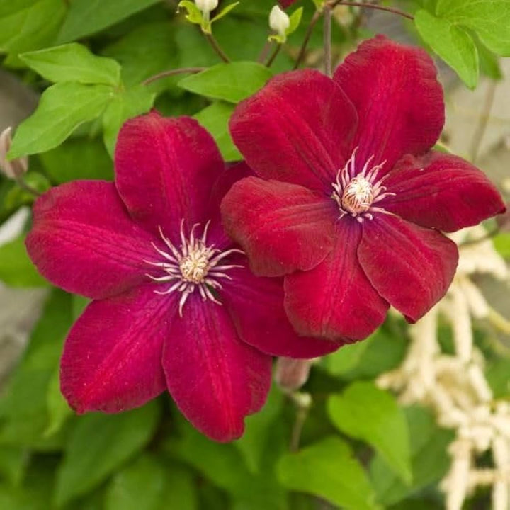 Red Clematis Flower Seeds for Planting – Heirloom, Non-GMO, High Germination Climbing Vine Garden Seeds