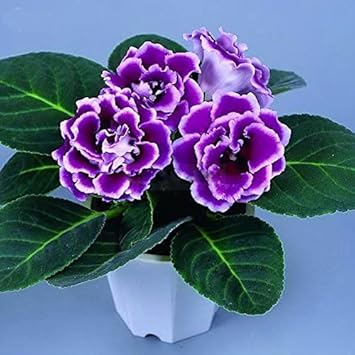 blue white flower seeds